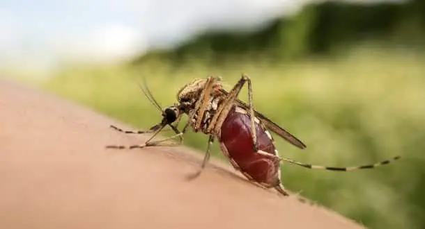 Mosquitoes